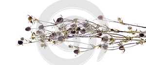 Medicinal herbs, thistle, (Carduus)