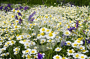 Medicinal herbs: White field daisy with green leaves grows in the open air photo