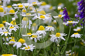 Medicinal herbs: White field daisy with green leaves grows in the open air photo