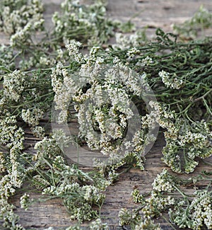 Medicinal herbs. Yarrow.Yarrow flowers are dried for storage on a rustic wooden board.Place for your text