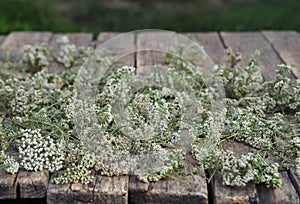 Medicinal herbs. Yarrow.Yarrow flowers are dried for storage on a rustic wooden board.Place for your text
