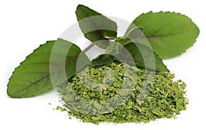 Medicinal holi basil or tulsi leaves