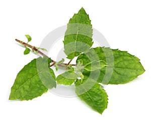 Medicinal holy basil or tulsi leaves photo