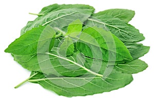 Medicinal holy basil or tulsi leaves