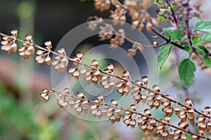 Medicinal holy basil or tulsi