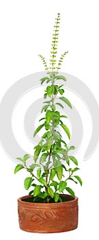 Medicinal holy basil or tulsi plant