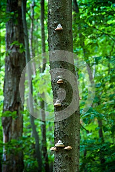 Medicinal hoof mushrooms growing on yellow birch tree