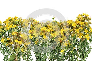 Medicinal Johnswort flowers photo