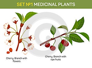 Medicinal or medical plant - branch of cherry blossom. photo