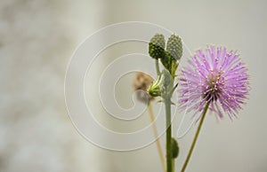 Medicinal Mimosa pudica flower on white background