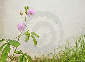 Medicinal Mimosa pudica flower on white background