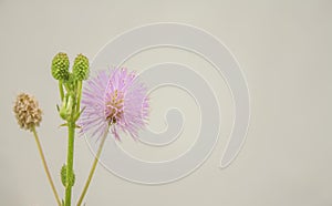 Medicinal Mimosa pudica flower on white background