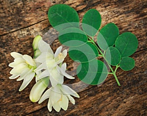 Medicinal moringa flower with green leaves