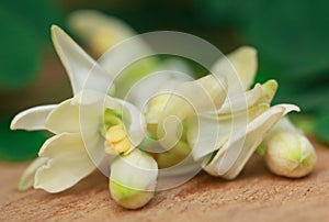 Medicinal moringa flower with green leaves