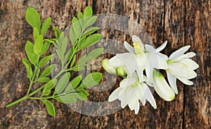 Medicinal moringa flower with green leaves