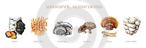 Medicinal mushroom painted set. Watercolor illustration. Hand drawn natural medicinal fungus element collection. Lions