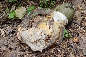 Medicinal mushroom- phallus impudicus