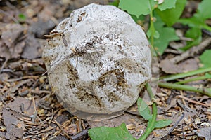 Medicinal mushroom- phallus impudicus