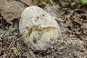 Medicinal mushroom- phallus impudicus