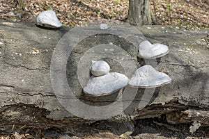 Medicinal Mushrooms Fomitopsidaceae On The Dead Tree Trunk.