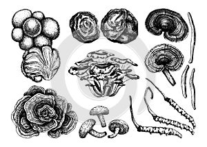 Medicinal mushrooms illustration collection. Adaptogenic plants sketches. Perfect for recipe, menu, label, icon, packaging, Hand