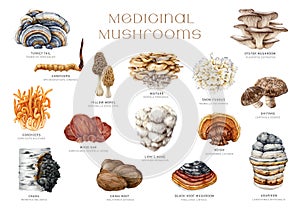 Medicinal mushrooms set. Watercolor illustration. Hand painted medicinal fungus natural elements. Lions mane, chaga