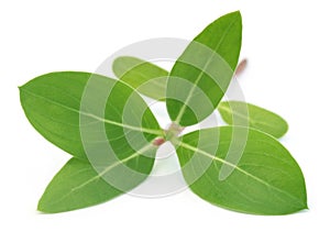 Medicinal Nayantara leaves