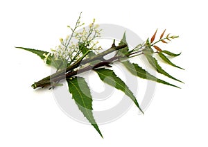 Medicinal Neem Flower, leaves with branch