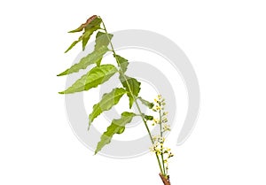 Medicinal neem flower and leaves over white.