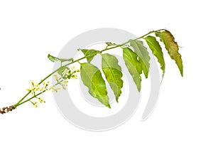 Medicinal neem flower and leaves over white.