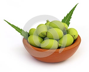 Medicinal neem fruits