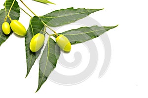 Medicinal neem fruits