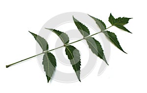 Medicinal neem leaf