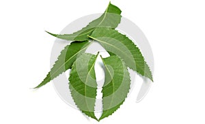 Medicinal Neem leaf