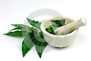 Medicinal Neem leaf for healthy.