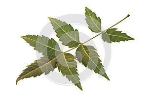 Medicinal neem leaf