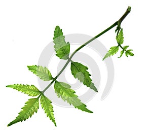 Medicinal neem leaf