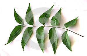 Medicinal neem leaf over white backgroundTropical foliage.Green Neem leaf isolated on white background.Azadirachta indica var photo