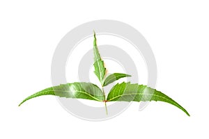 Medicinal neem leaf over white backgroundTropical foliage.Green Neem leaf isolated on white background.Azadirachta indica var