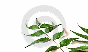 Medicinal neem leaf over white backgroundTropical foliage.Green Neem leaf isolated on white background.Azadirachta indica var