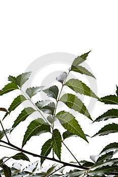 Medicinal neem leaf on white background. Azadirachta indica