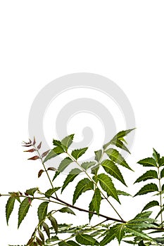 Medicinal neem leaf on white background. Azadirachta indica