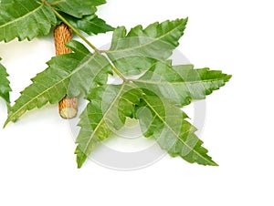 Medicinal neem leaves