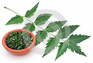 Medicinal neem leaves