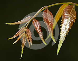 Medicinal neem leaves