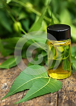 Medicinal neem leaves with essential oil