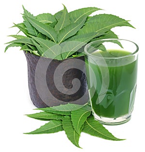 Medicinal neem leaves with extract