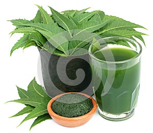 Medicinal neem leaves with extract and ground paste