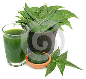 Medicinal neem leaves with extract and ground paste