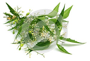 Medicinal neem leaves with flower